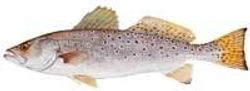 Spotted Weakfish